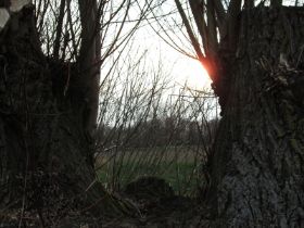 Baum.jpg