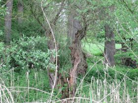 IMG_0221.JPG