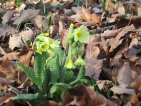 Schlüsselblume.jpg