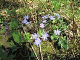 Leberblümchen.jpg