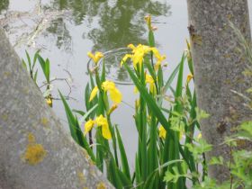 Lilien.jpg