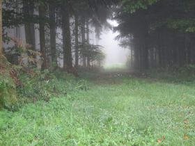Nebelwald.jpg