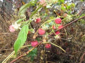 Himbeeren.jpg