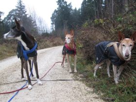 waldspaziergang.jpg